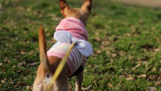 犬