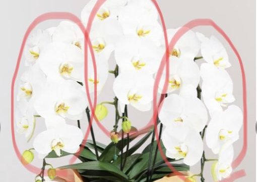 胡蝶蘭三本立て